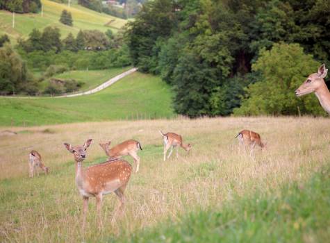 Hotel Breza - Deer-farm-olimje-Terme-Olimia (1)