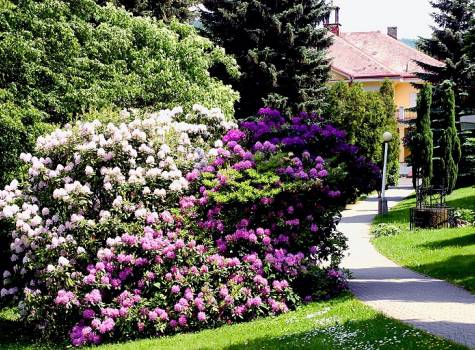 Hotel Lesní Zátiší*** - Lazensky park_ summer mala