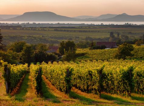 Zala Springs Health & Golf Resort - badacsony2