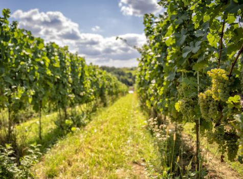 Hotel Niemcza Winnica & Spa  - winnica (3)