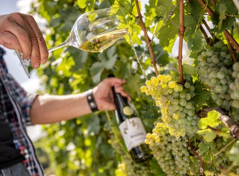 Hotel Niemcza Winnica & Spa  - Winnica Niemczańska