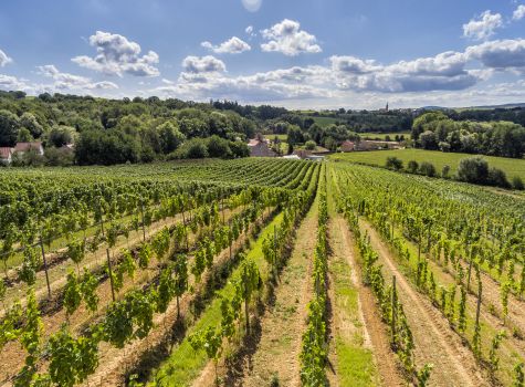 Hotel Niemcza Winnica & Spa  - winnica