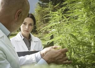 Síla konopí, 6&nbsp;nocí